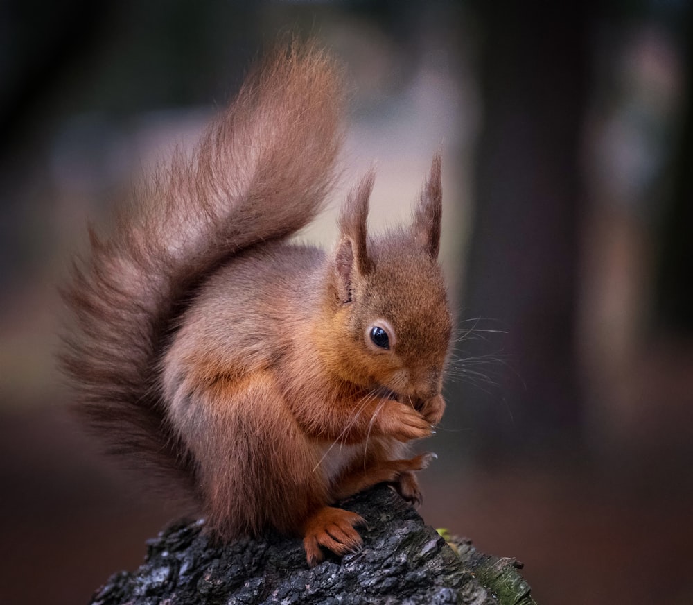 a squirrel sitting on top of a tree stump