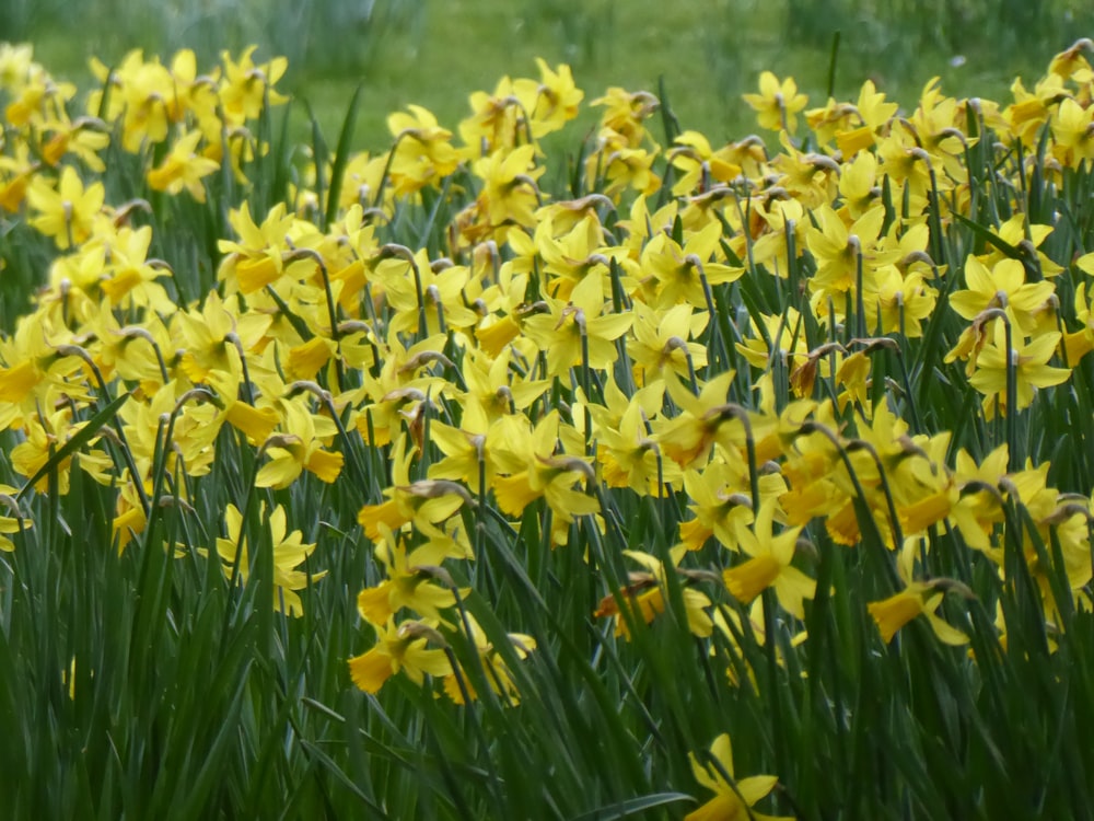 a field of yellow flowers with green grass in the background