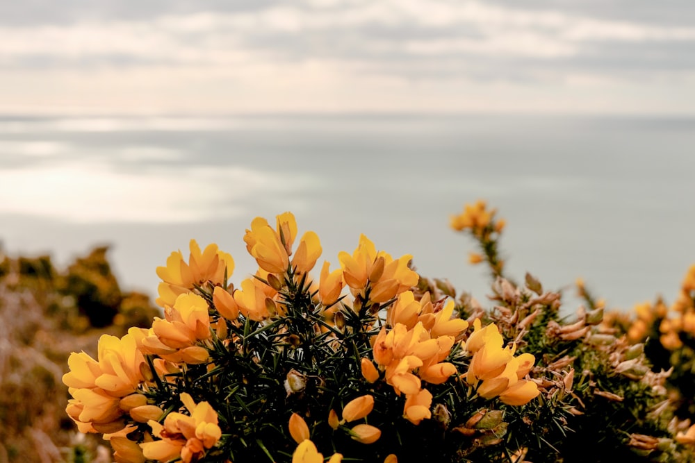 a bush with yellow flowers in the foreground and a body of water in the