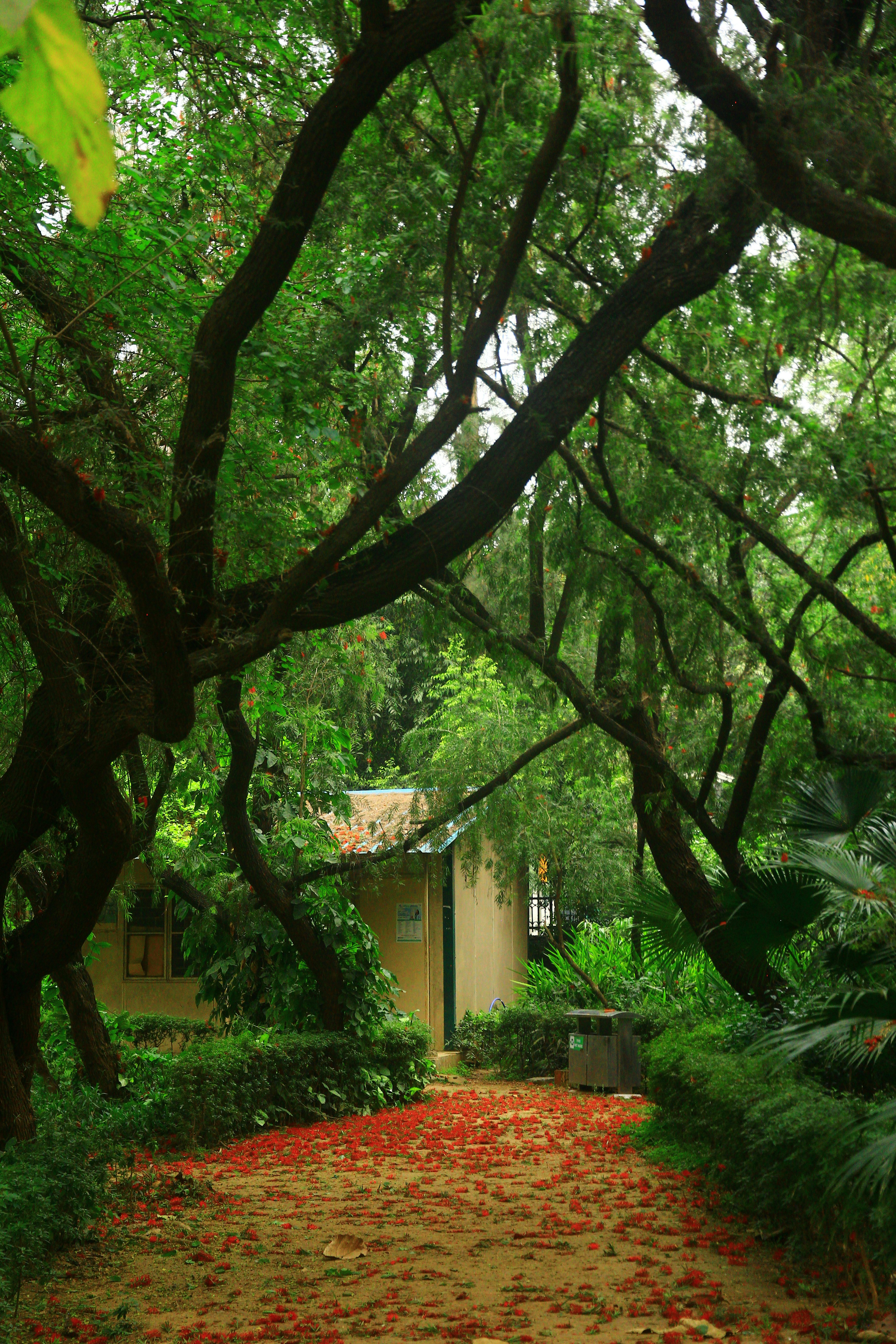 Arborist Wollongong – Definition and Importance