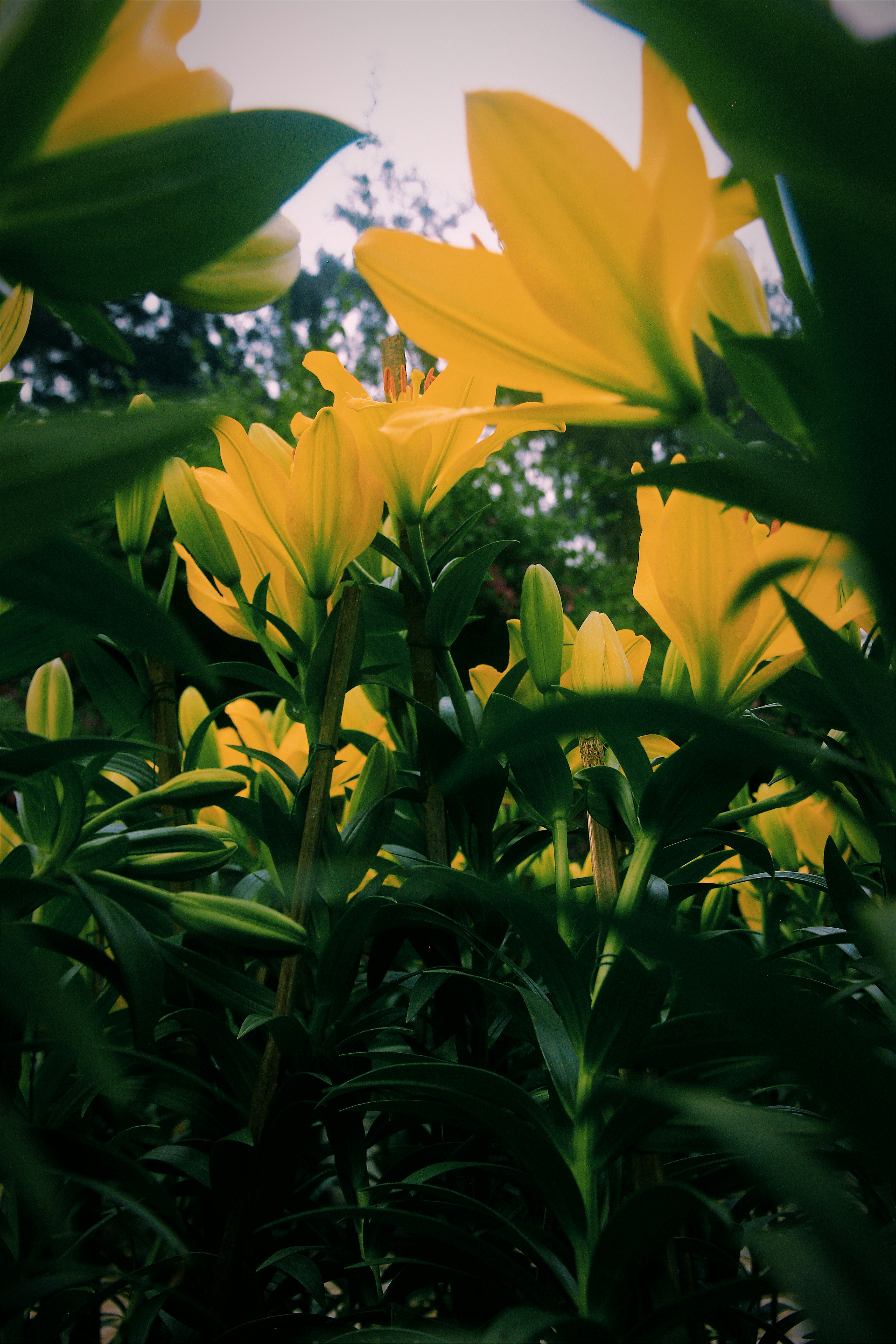 A large group of yellow flowers in a field photo – Free Flower Image on ...