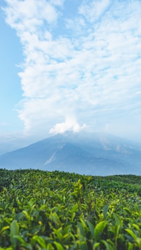 A lush green tea plantation stretches across the foreground, leading the eye towards a majestic mountain in the background, partially shrouded by fluffy white clouds. The sky is a vibrant blue, dotted with soft, wispy clouds, creating a sense of tranquility.