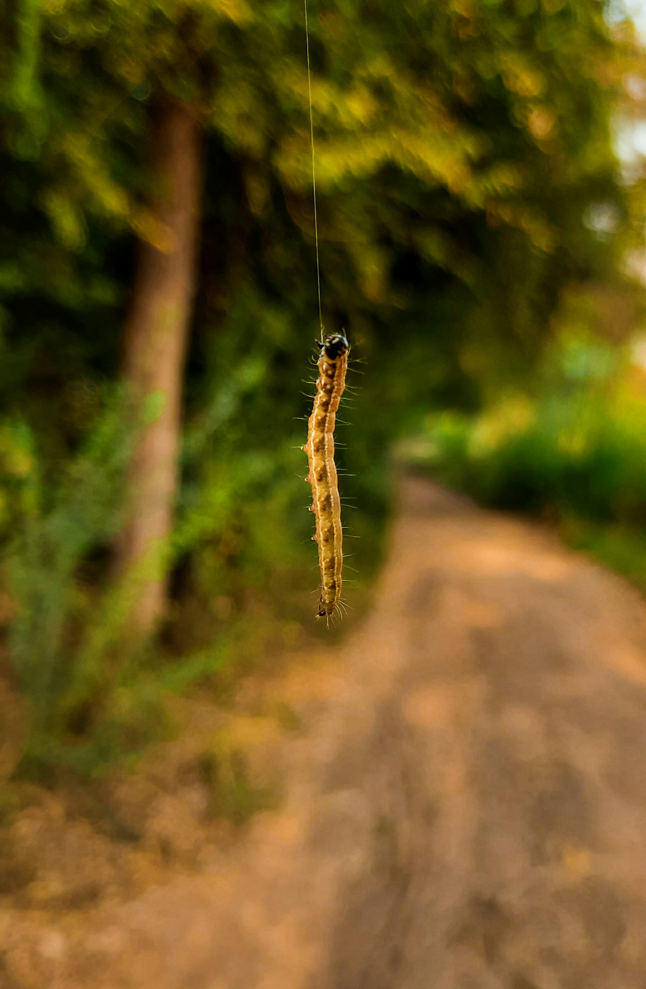 未舗装の道路脇のひもからぶら下がっている毛虫