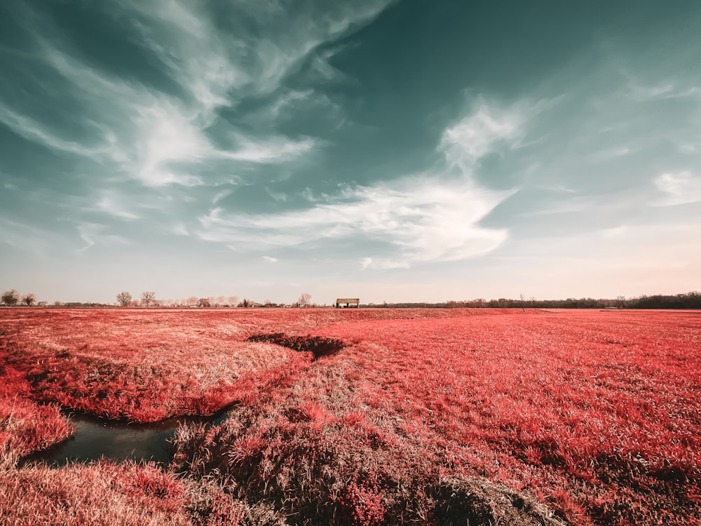 a field of red grass under a cloudy sky