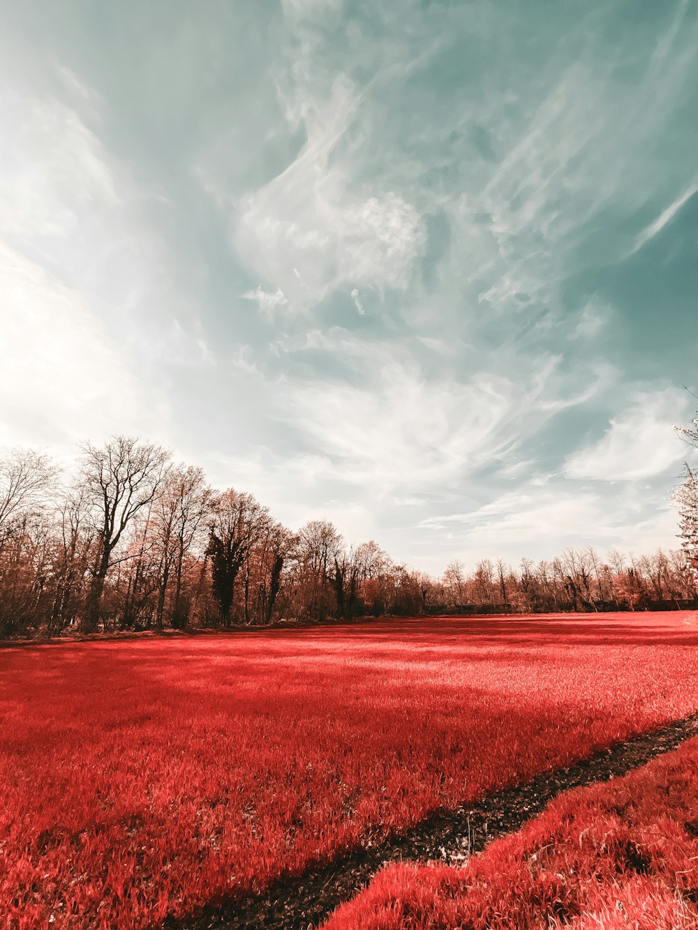 a field of red grass with trees in the background