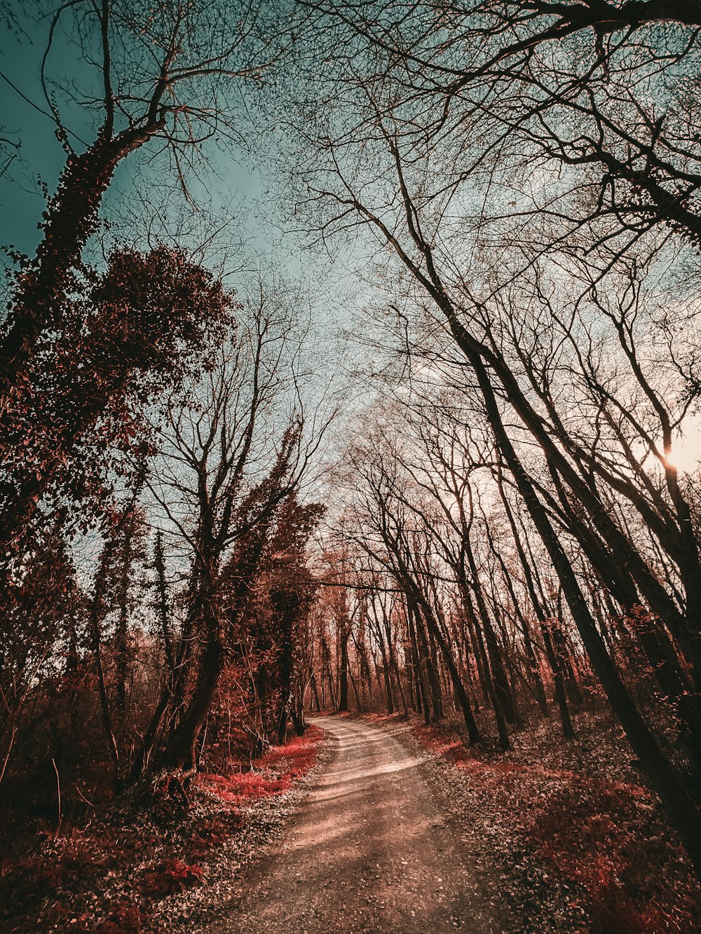 Un chemin de terre entouré de nombreux arbres