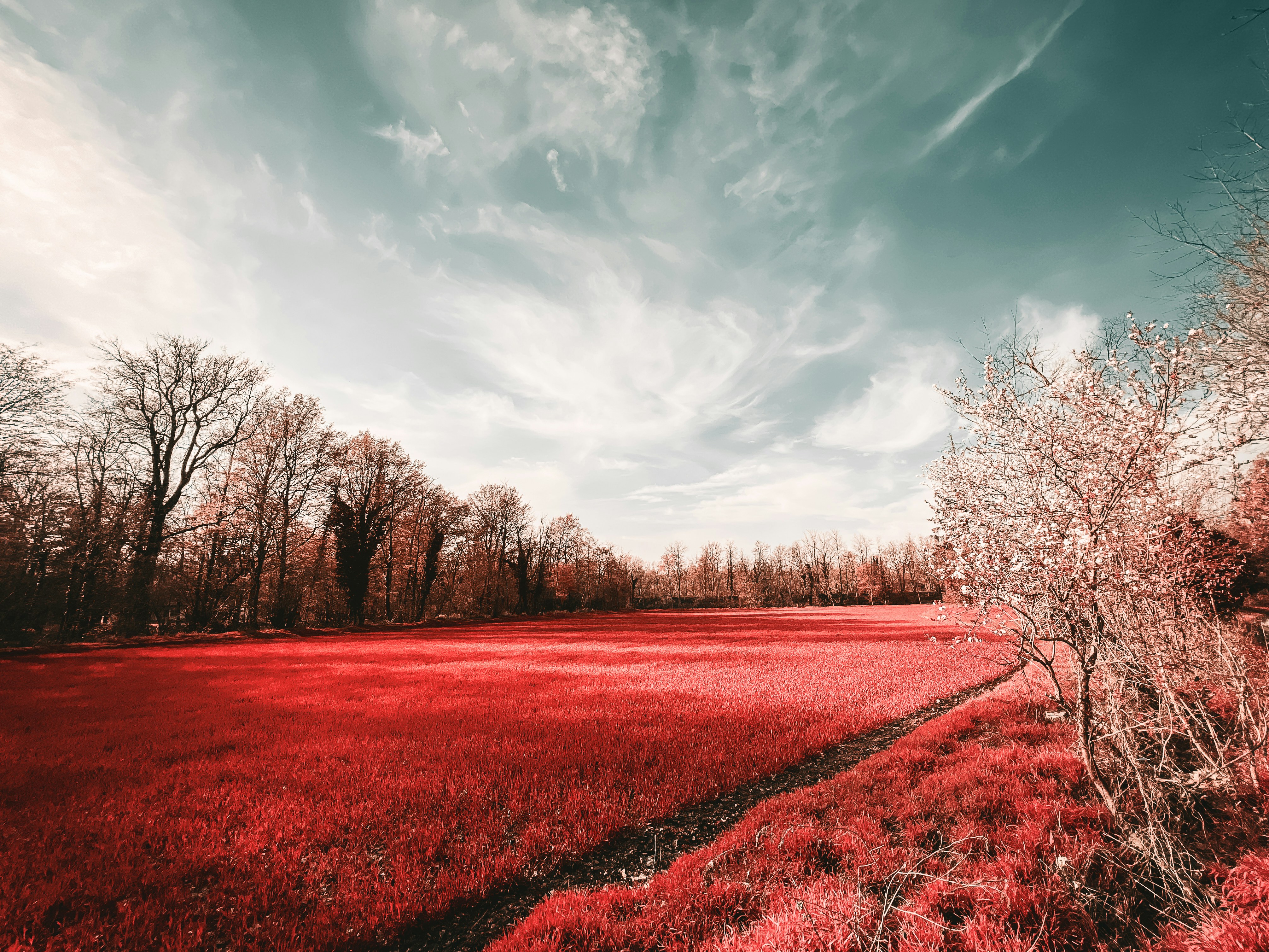 Ein Feld mit rotem Gras und Bäumen unter einem bewölkten Himmel