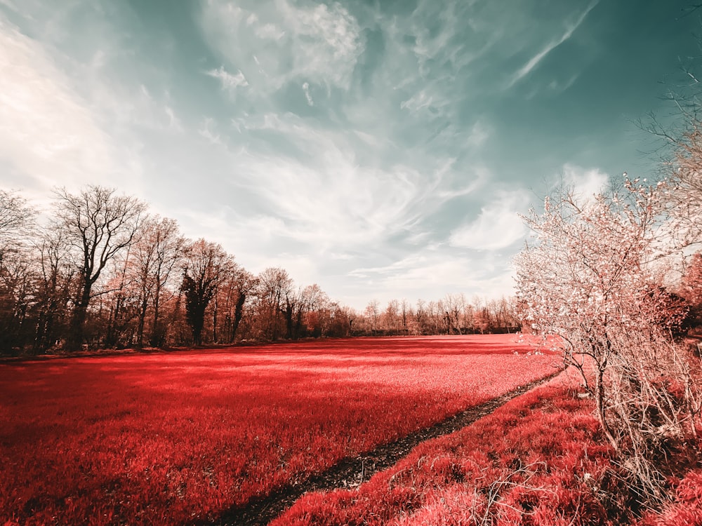Un champ avec de l’herbe rouge et des arbres sous un ciel nuageux