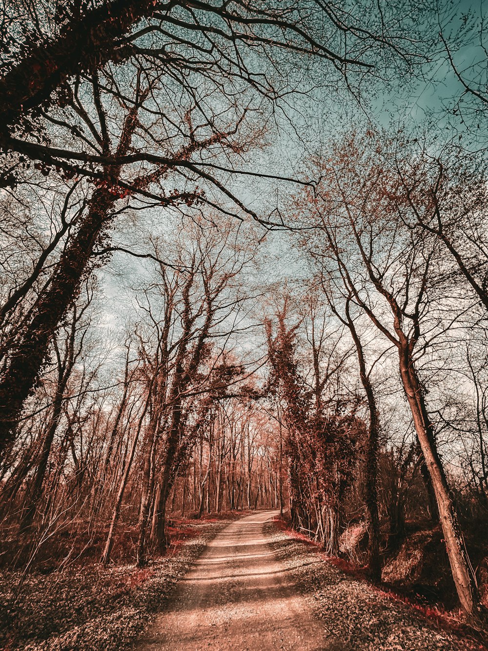 a dirt road surrounded by trees and leaves