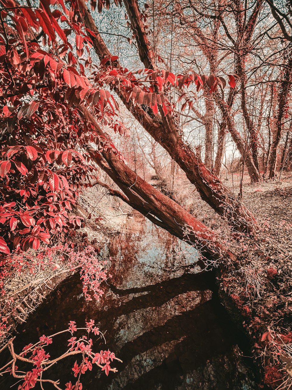 a stream running through a forest filled with red leaves