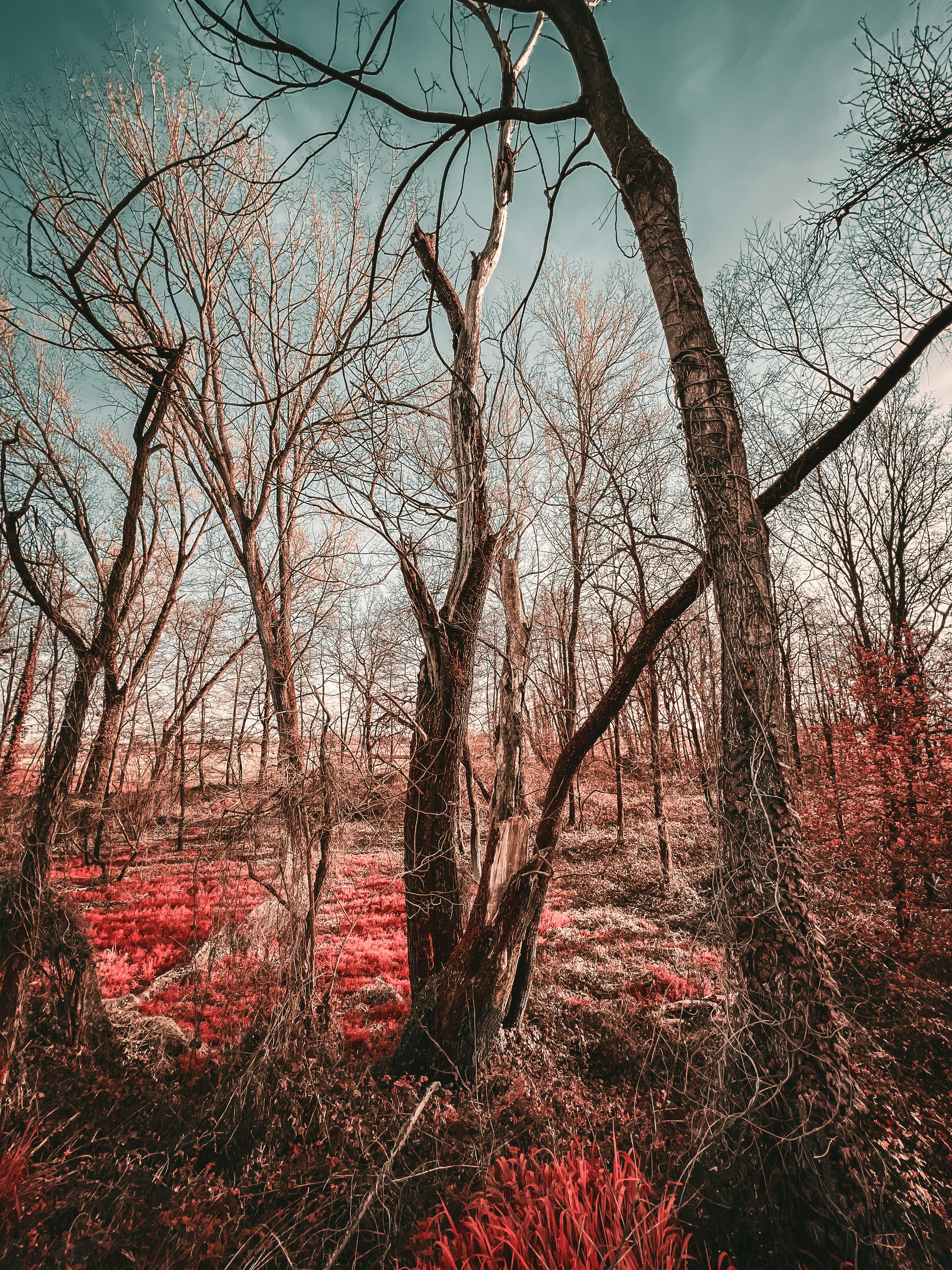Ein Wald voller toter Bäume