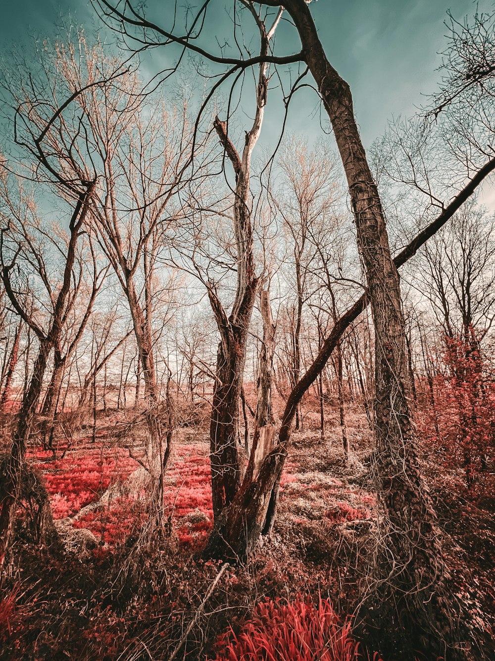 a forest filled with lots of dead trees