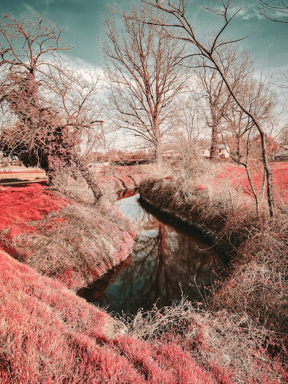 Un fiume che attraversa un rigoglioso campo verde