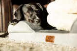 A black dog is resting its head on the edge of a gray dog bed, bathed in warm sunlight. The dog's eyes are partially closed, giving a relaxed and peaceful appearance. The plush dog bed features a brown label with a logo, and the surrounding area appears to be a soft, beige carpet.