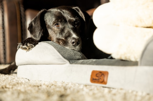 A black dog is resting its head on the edge of a gray dog bed, bathed in warm sunlight. The dog's eyes are partially closed, giving a relaxed and peaceful appearance. The plush dog bed features a brown label with a logo, and the surrounding area appears to be a soft, beige carpet.