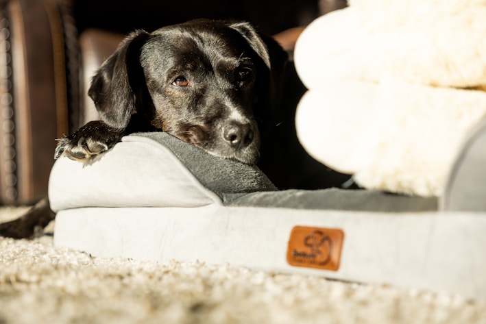 A black dog is resting its head on the edge of a gray dog bed, bathed in warm sunlight. The dog's eyes are partially closed, giving a relaxed and peaceful appearance. The plush dog bed features a brown label with a logo, and the surrounding area appears to be a soft, beige carpet.