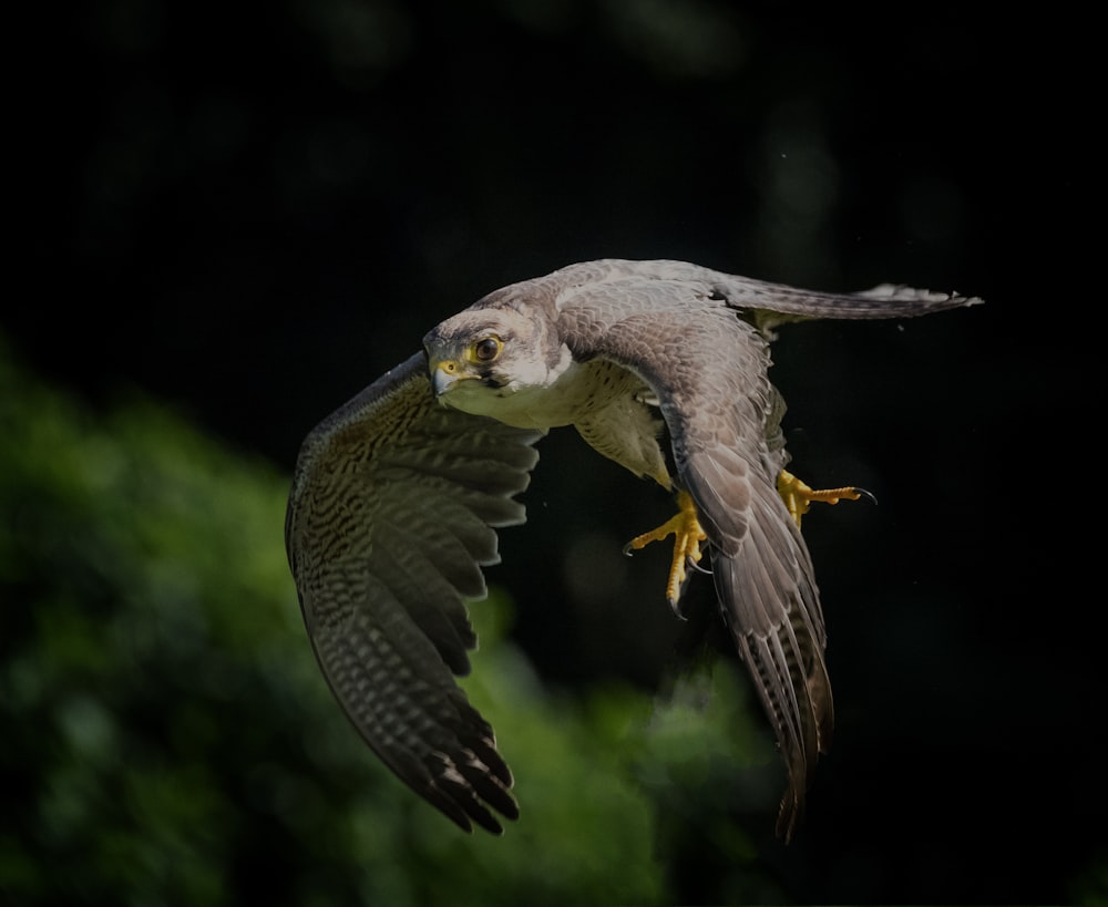 a bird flying through the air with it's wings spread