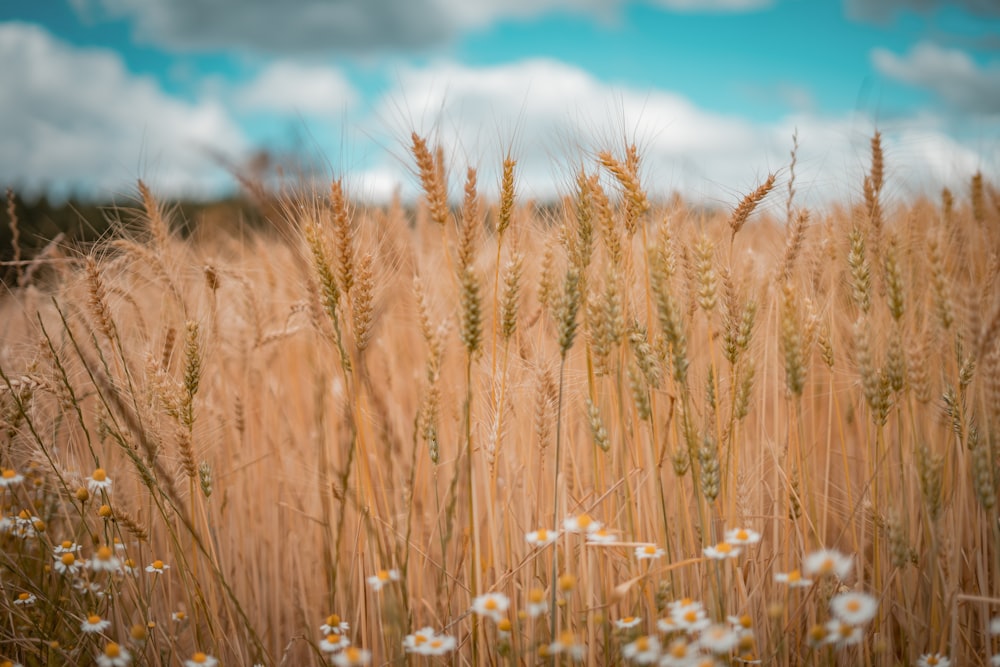 a field full of tall brown grass and white flowers