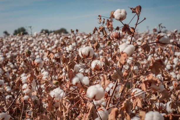 A vast field of cotton plants with fluffy, white cotton bolls ready for harvest. The plants have dried brown leaves, and the sky is clear with a light blue hue.