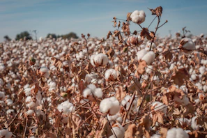 A smiling farmer standing beside tall cotton plants ready for harvest.