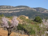 A rustic stone building is nestled in a picturesque landscape with rugged hills in the background. The foreground features blooming almond trees with delicate pink flowers, surrounded by lush green shrubs and vegetation.