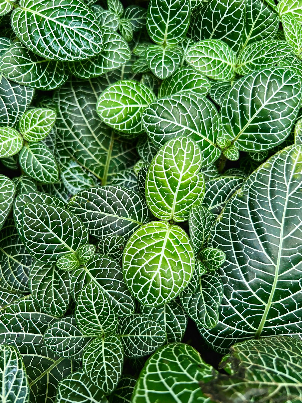 Un primer plano de un manojo de hojas verdes