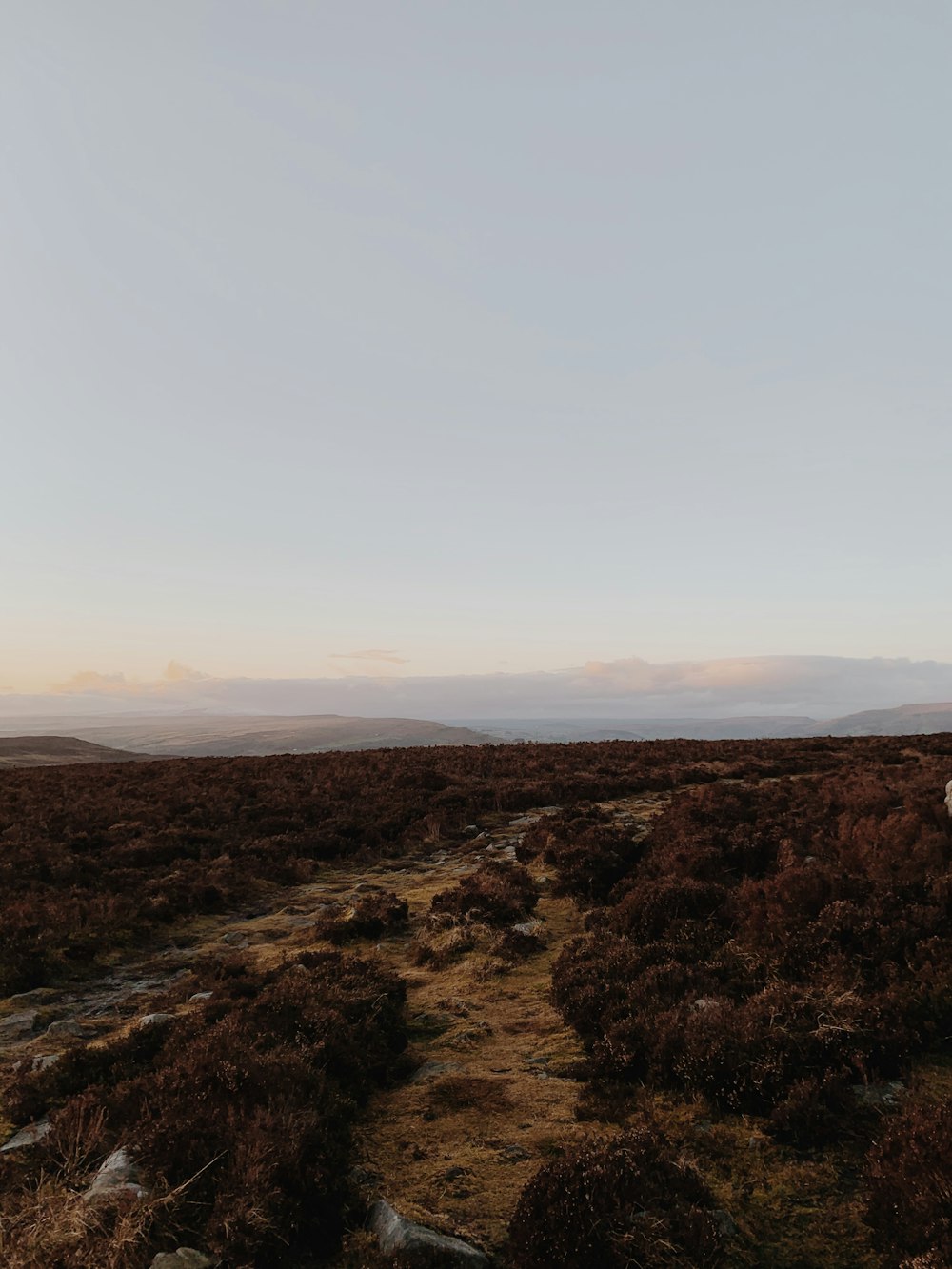 a lone white horse standing in the middle of a field