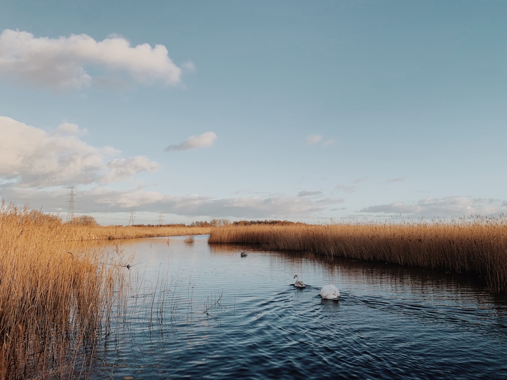 a couple of ducks floating on top of a lake