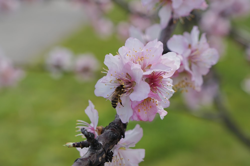 a close up of a flower on a tree branch