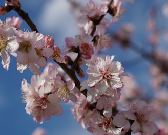 a close up of a tree with pink flowers