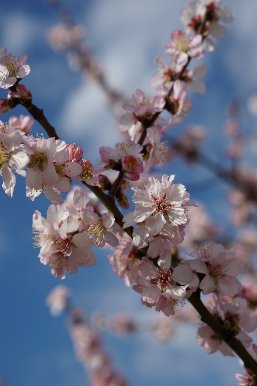 a close up of a tree with pink flowers