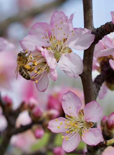 a close up of a flower on a tree