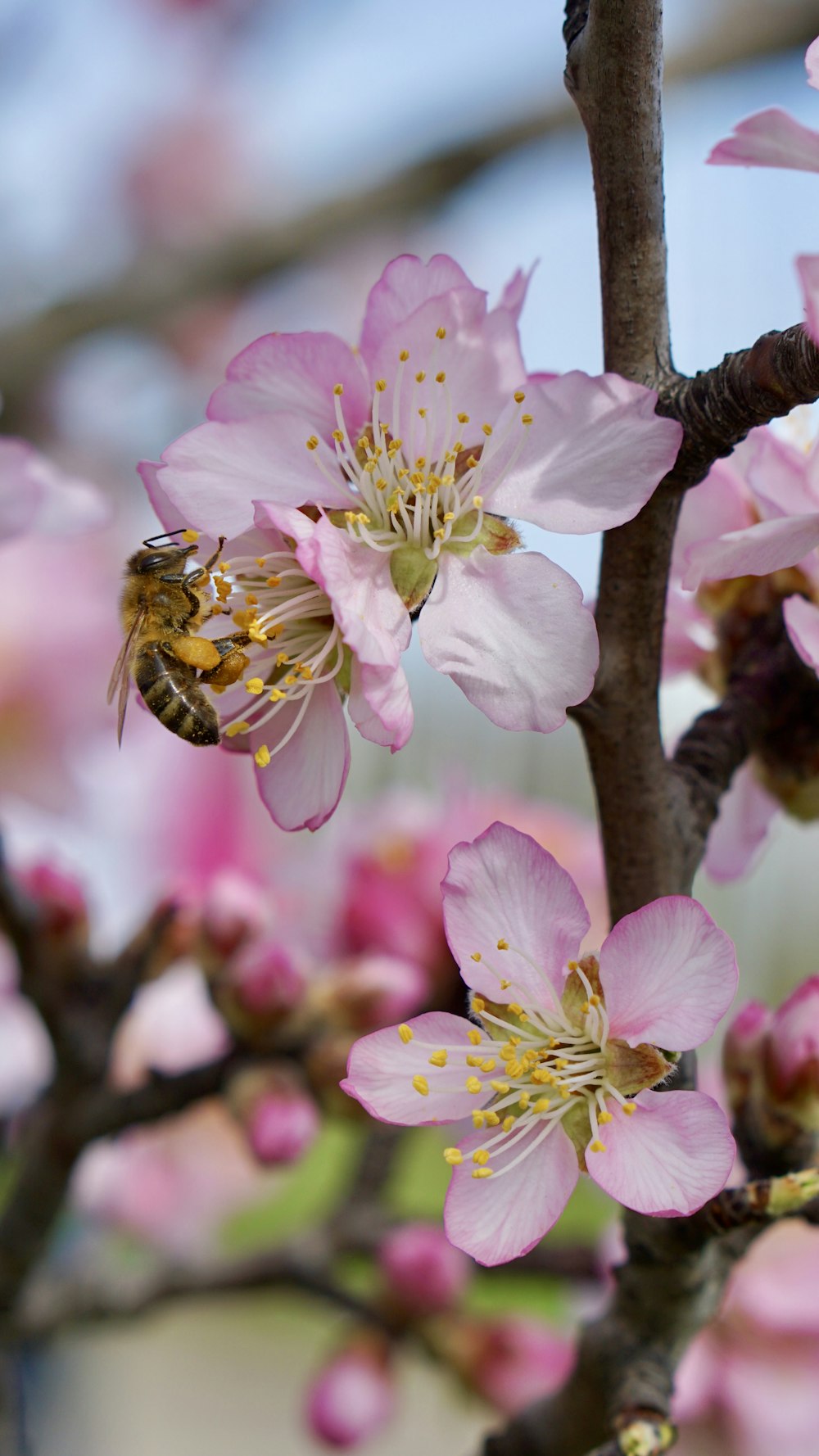 a close up of a flower on a tree