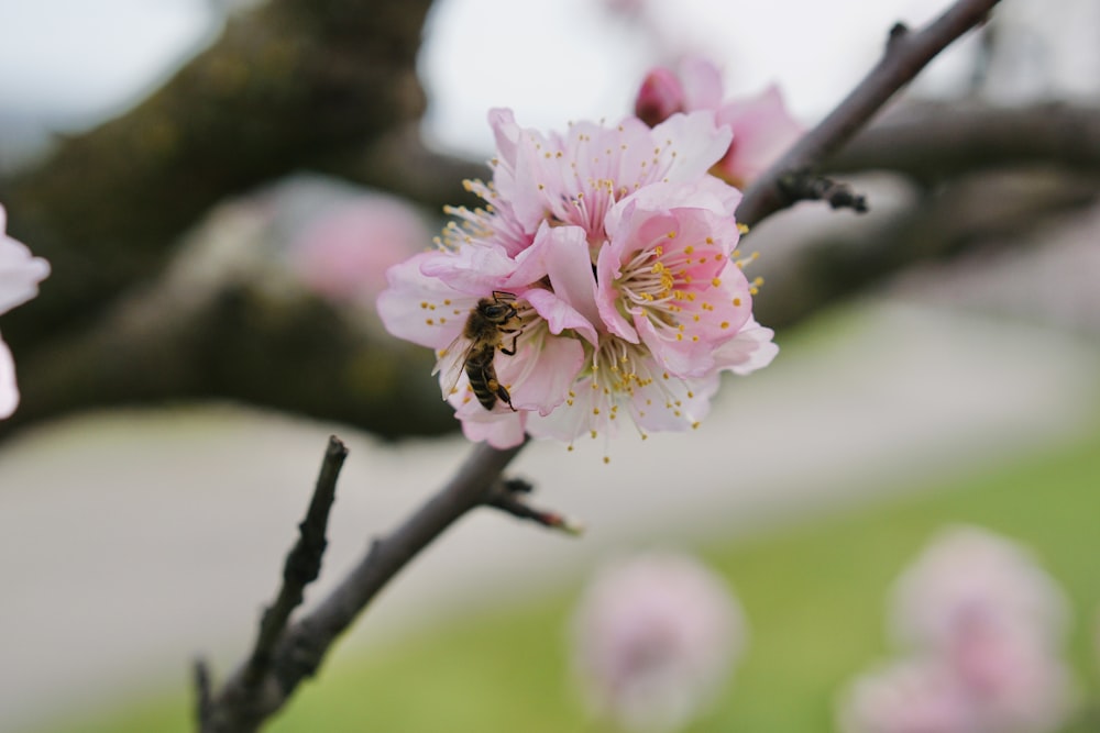 a close up of a flower on a tree branch