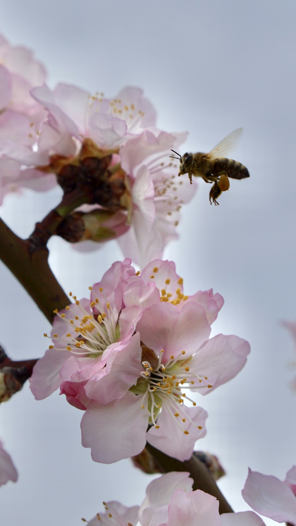 a bee flying away from a cluster of pink flowers