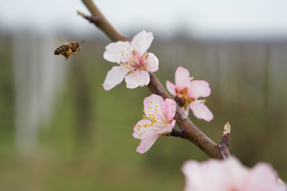 a bee flying towards a flower on a tree branch
