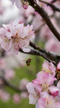 a bee flying towards a pink flower on a tree
