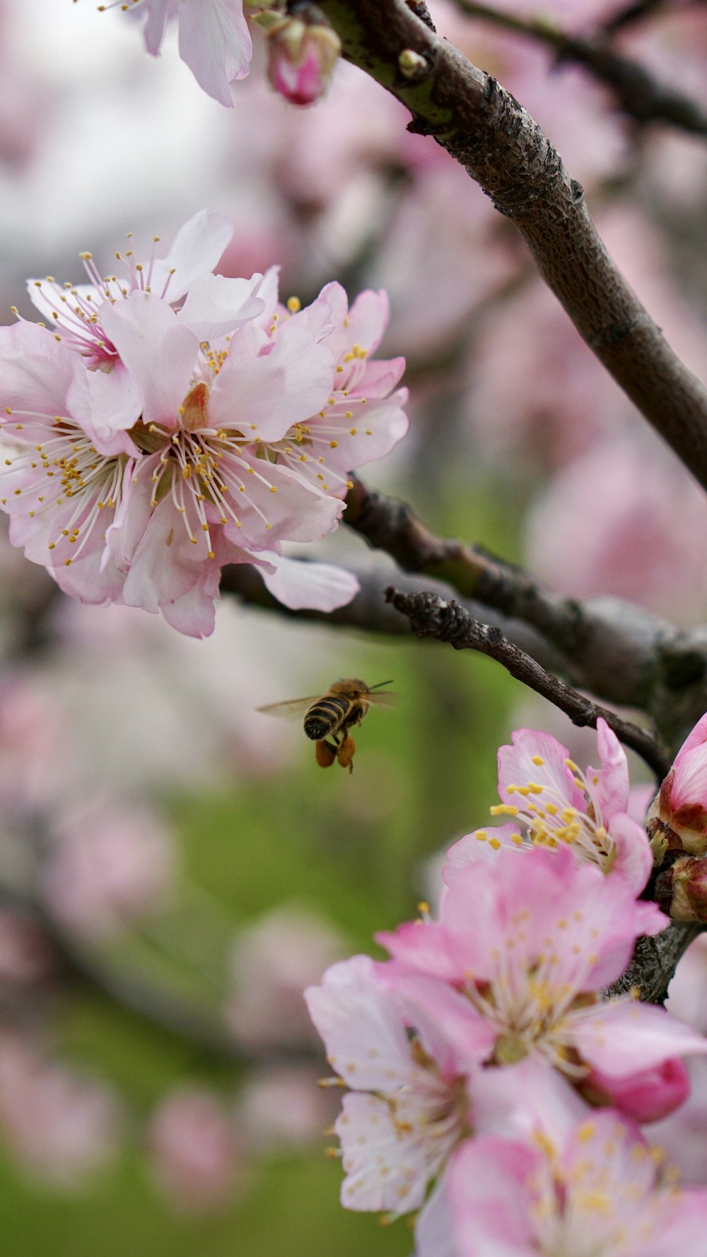 a bee flying towards a pink flower on a tree
