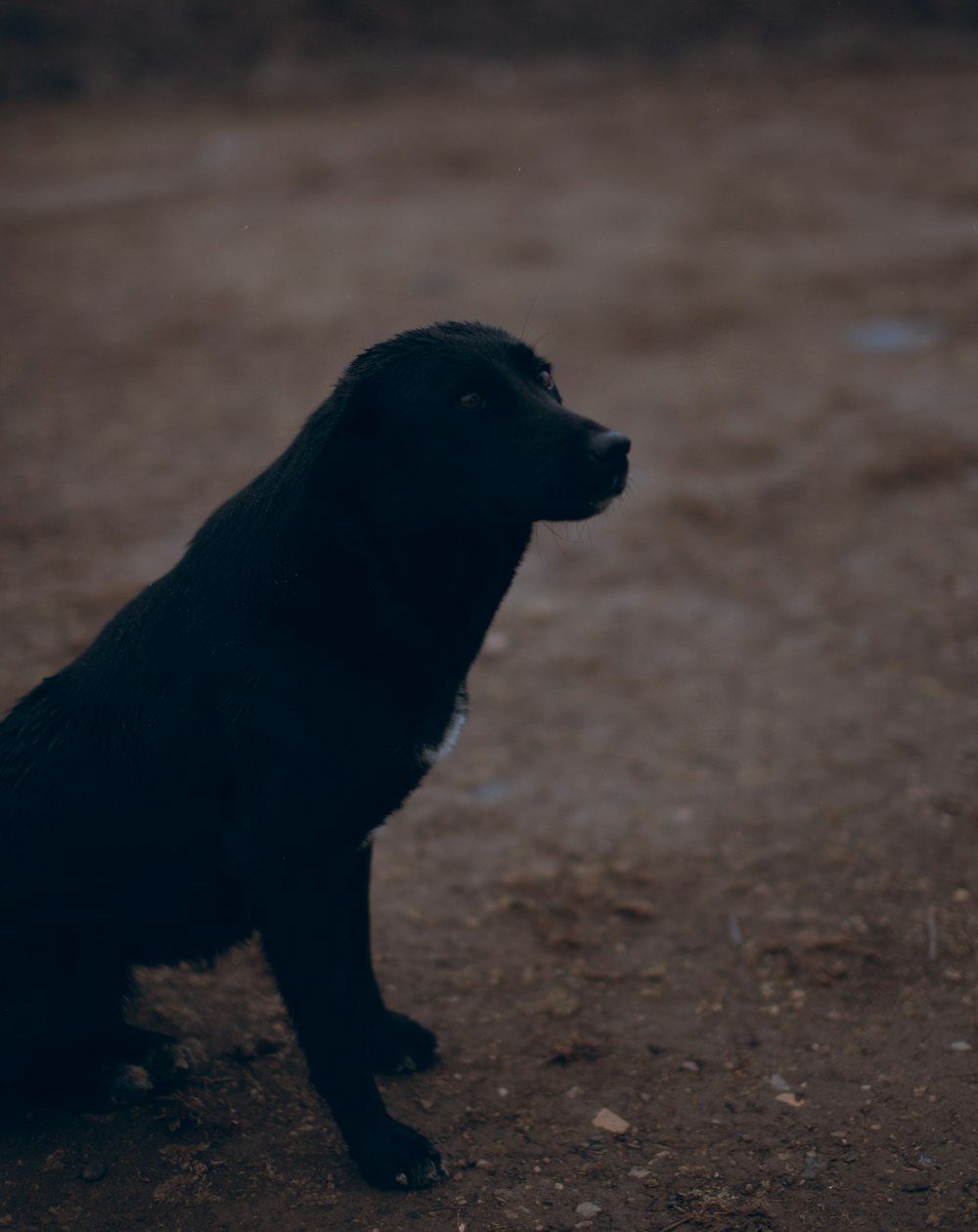 a black dog sitting on top of a dirt field
