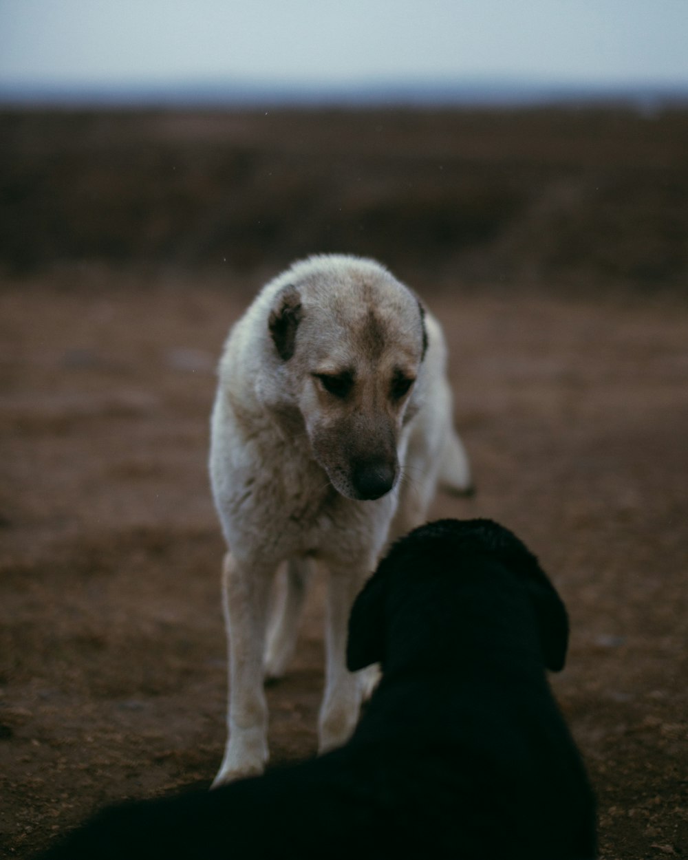 a dog standing next to a black dog on a dirt field