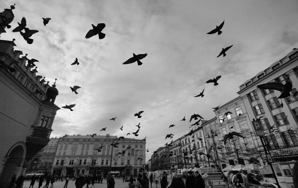 a flock of birds flying over a city street