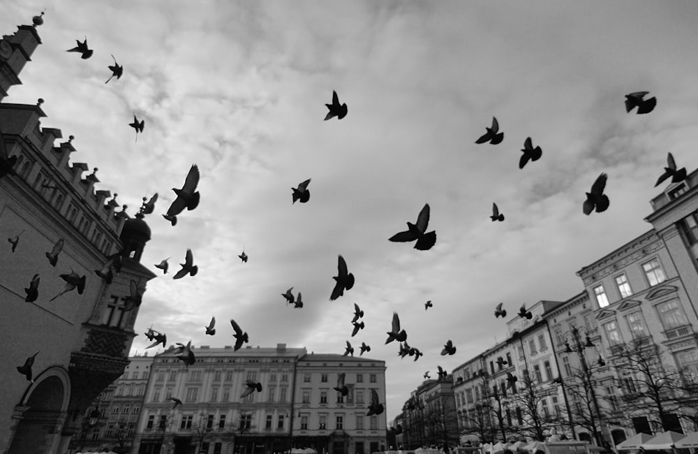 a flock of birds flying over a city