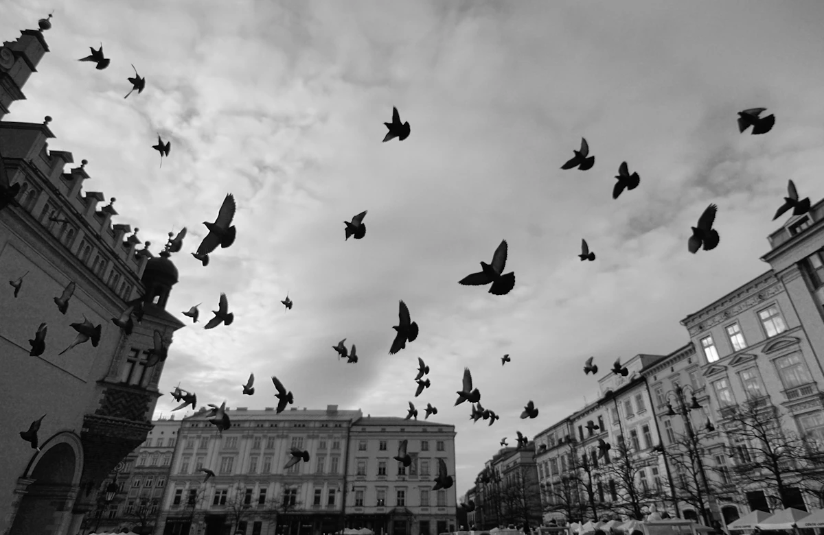 Flock of birds flying over the Old Town main square of Kraków, Poland