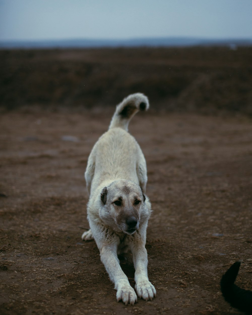 a large white dog standing on top of a dirt field