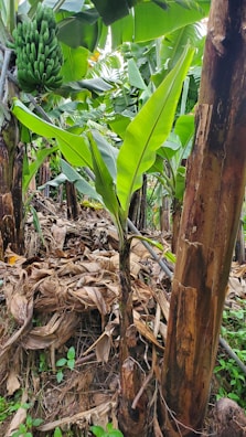 a banana tree with a bunch of bananas growing on it