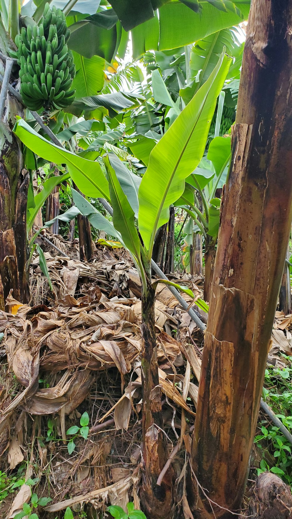 a banana tree with a bunch of bananas growing on it