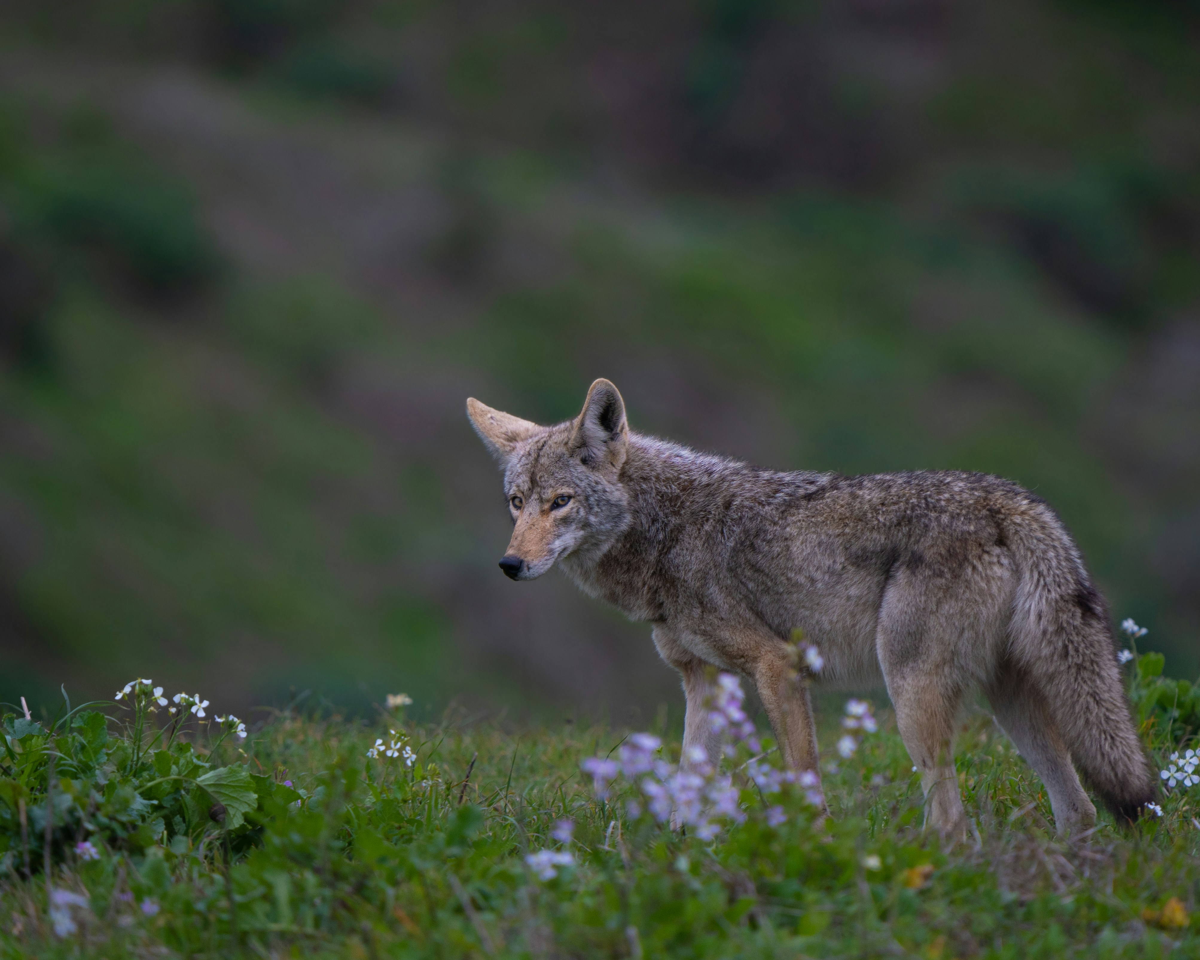 a lone wolf standing in a field of flowers