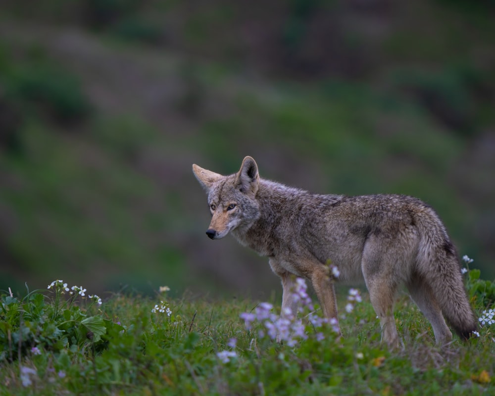 um lobo solitário de pé em um campo de flores