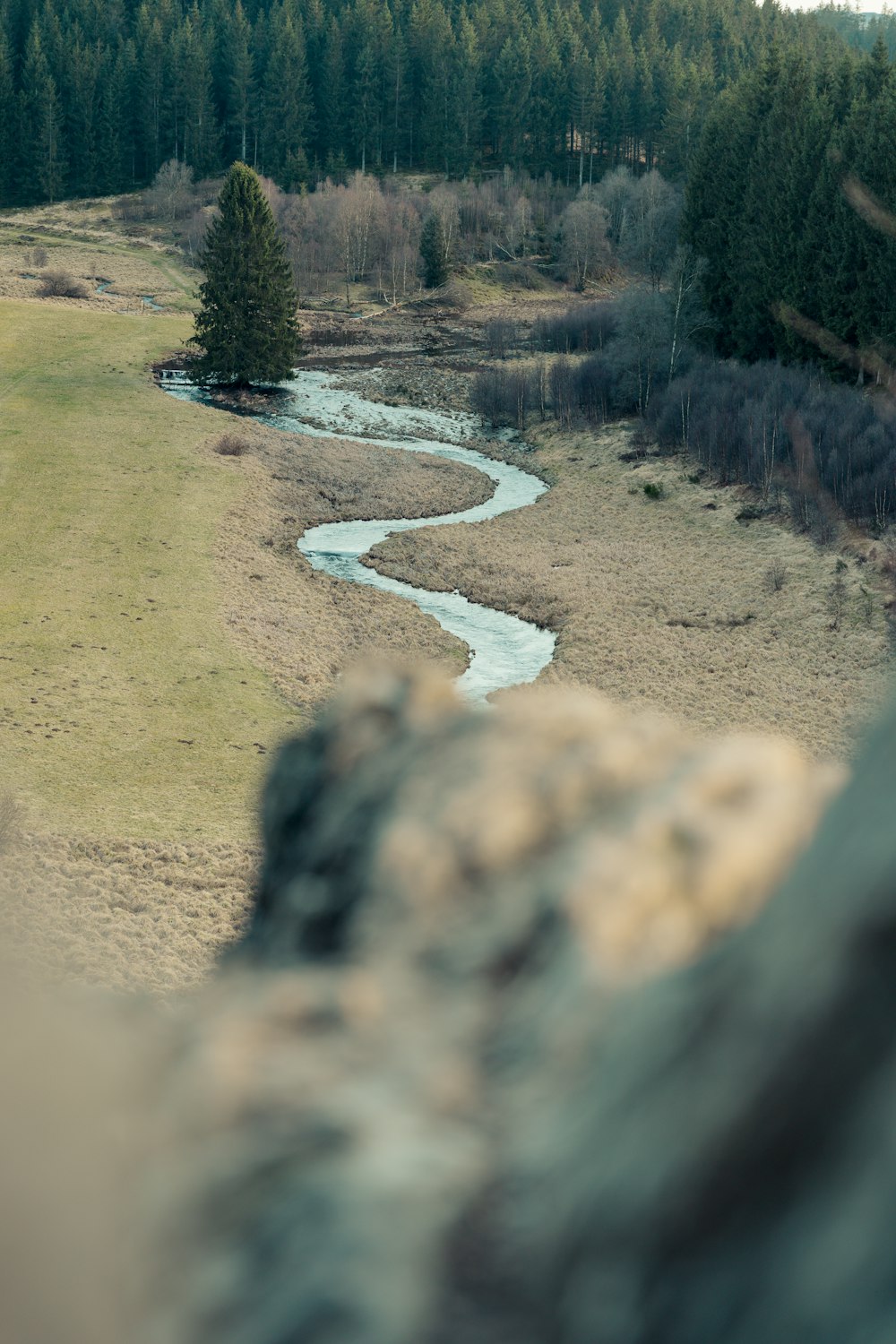 a river running through a lush green forest