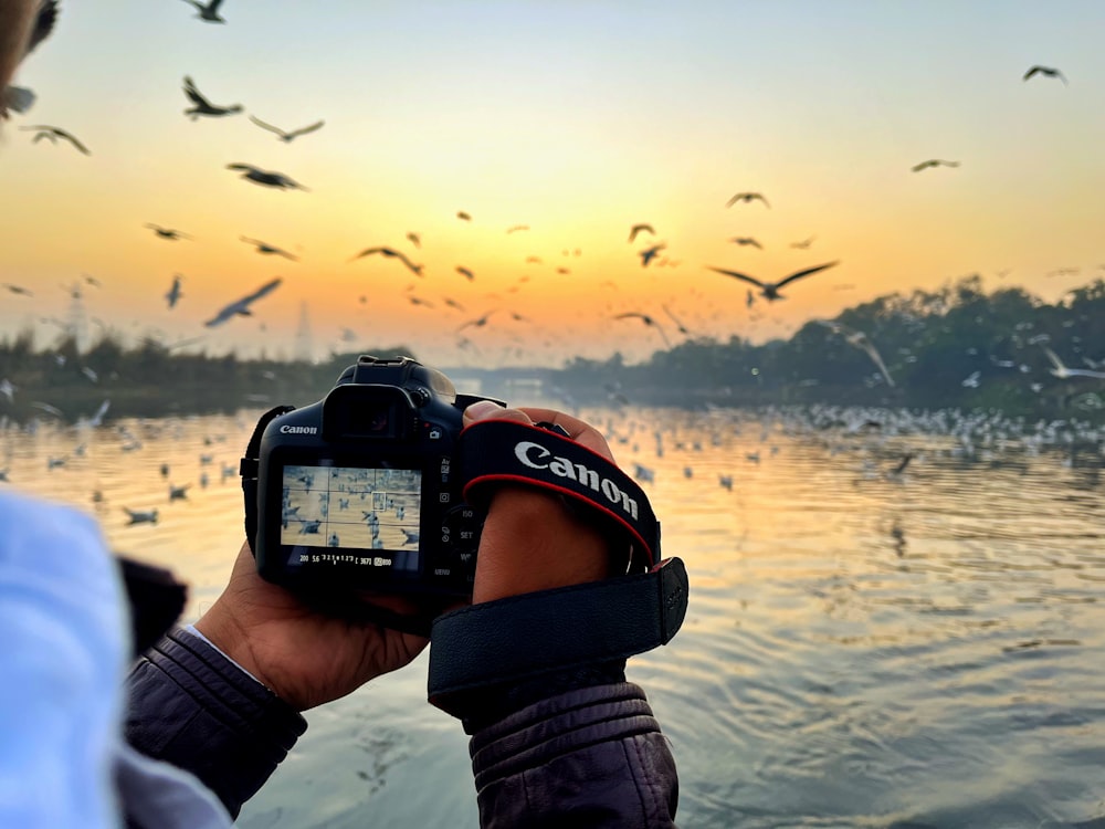 a person taking a picture of a flock of birds